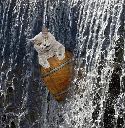 cat in waterfall barrel web