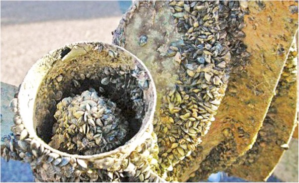 mussel prop